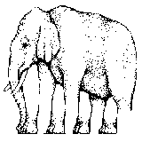 Picture of elephant